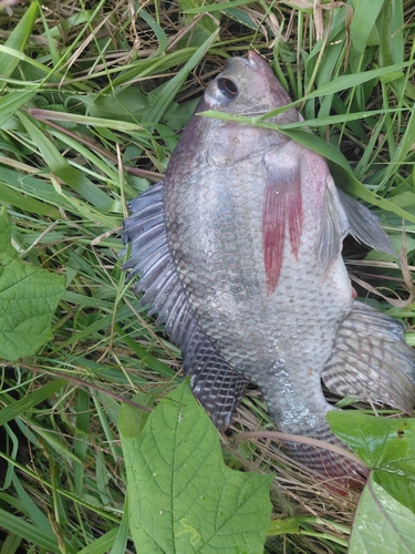 Nile Tilapia