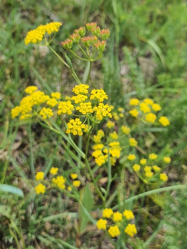 Bupleurum scorzonerifolium, photograph 2