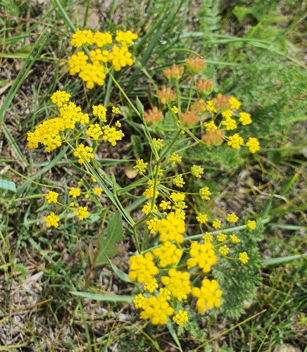 Bupleurum scorzonerifolium, photograph 4