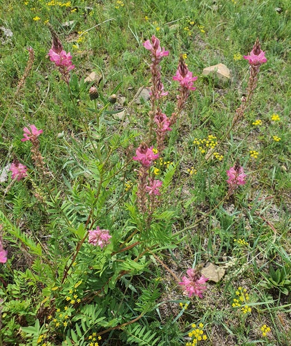 Onobrychis arenaria, photograph 5