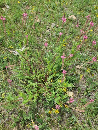 Onobrychis arenaria, photograph 4