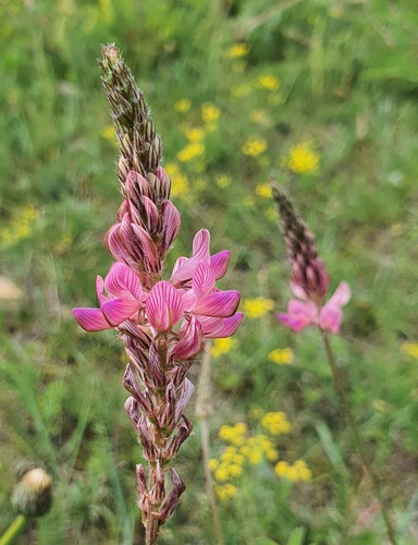 Onobrychis arenaria, photograph 3