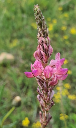 Onobrychis arenaria, photograph 6