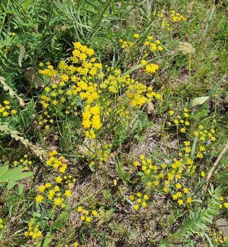 Bupleurum scorzonerifolium