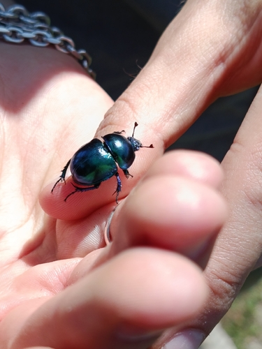 Springtime Dung Beetle