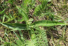 Gentiana macrophylla