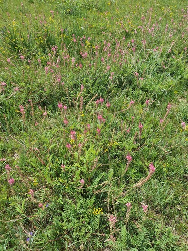 Onobrychis arenaria, photograph 2