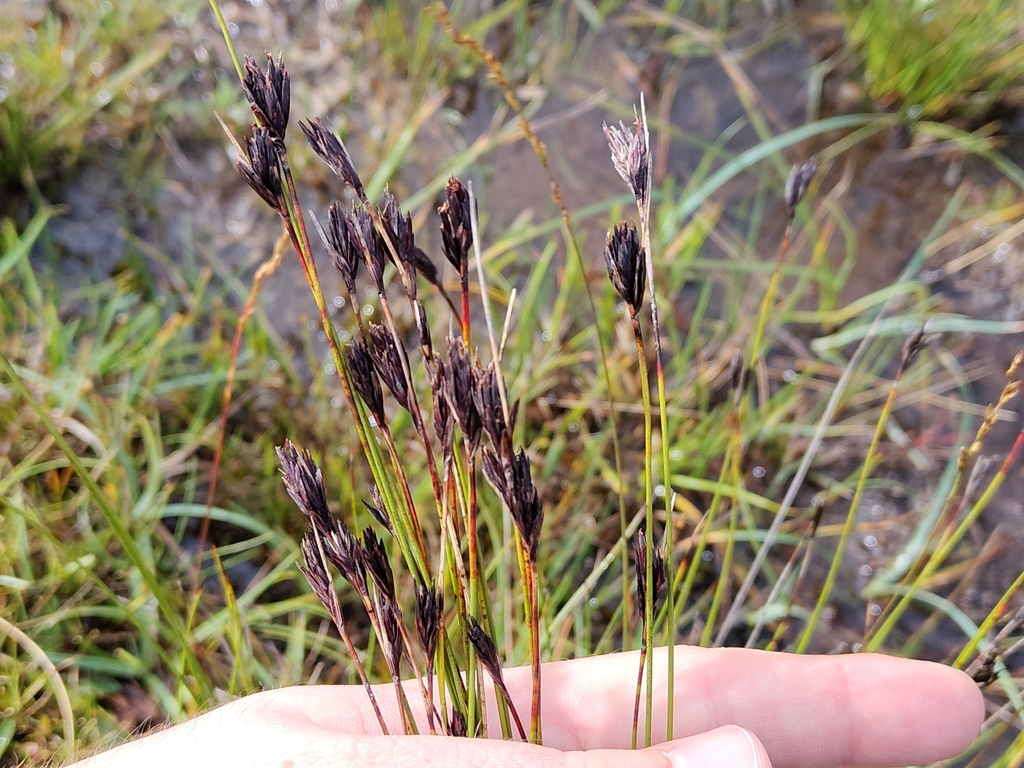 Schoenus nigricans; photograph (c) James Cunningham, some rights reserved (CC BY)