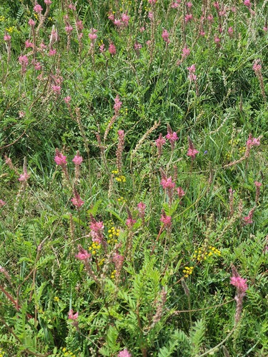 Onobrychis arenaria