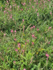 Onobrychis arenaria