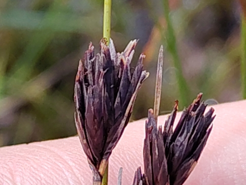 Schoenus nigricans, photograph 3