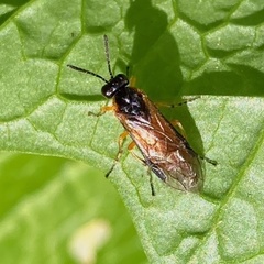 Athalia cordata
