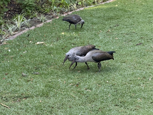 iNaturalist image