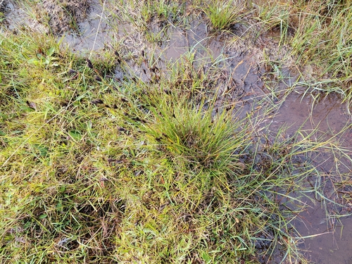 Schoenus nigricans, photograph 4