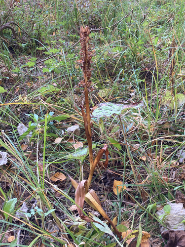 Dactylorhiza incarnata, 2026-09-08