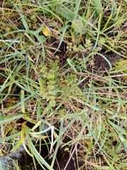 (c) James Cunningham, some rights reserved (CC BY) Pedicularis palustris, photograph (c) James Cunningham, some rights reserved (CC BY)