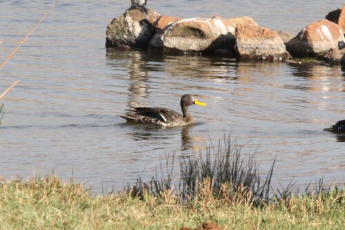 iNaturalist: (c) jandutoit, some rights reserved (CC BY-NC) iNaturalist image