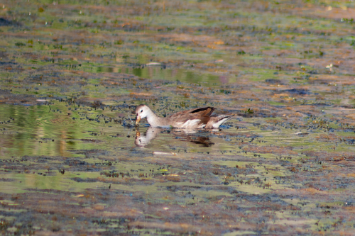 Eurasian Moorhen