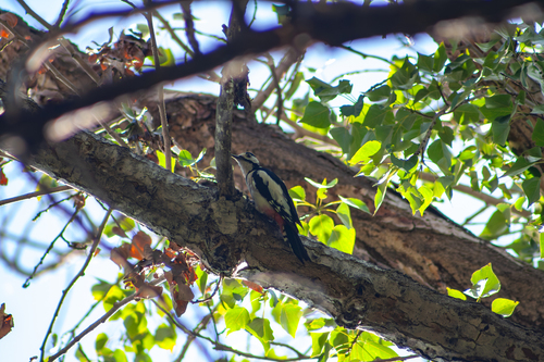 White-winged Woodpecker