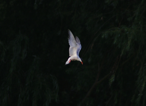 Common Tern