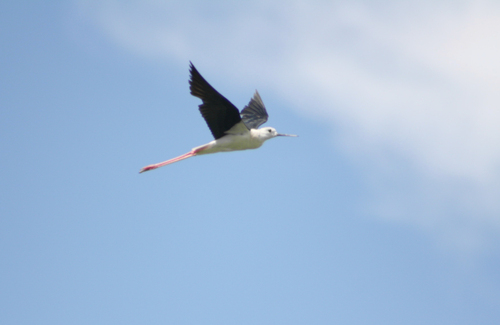 Black-winged Stilt
