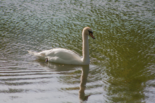 Mute Swan