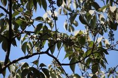 Actinodaphne hookeri