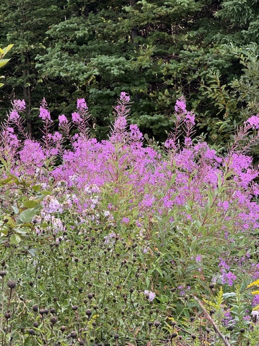 fireweed