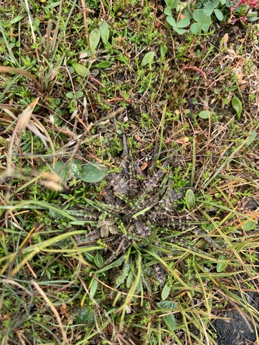 Plantago triandra, photograph 1