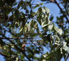 Actinodaphne hookeri