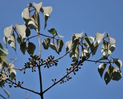 Actinodaphne hookeri