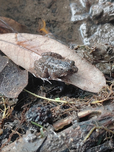 Round-tongued Floating Frog