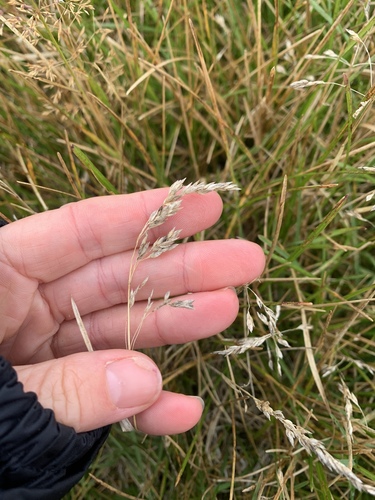 Poa pratensis, photograph 3