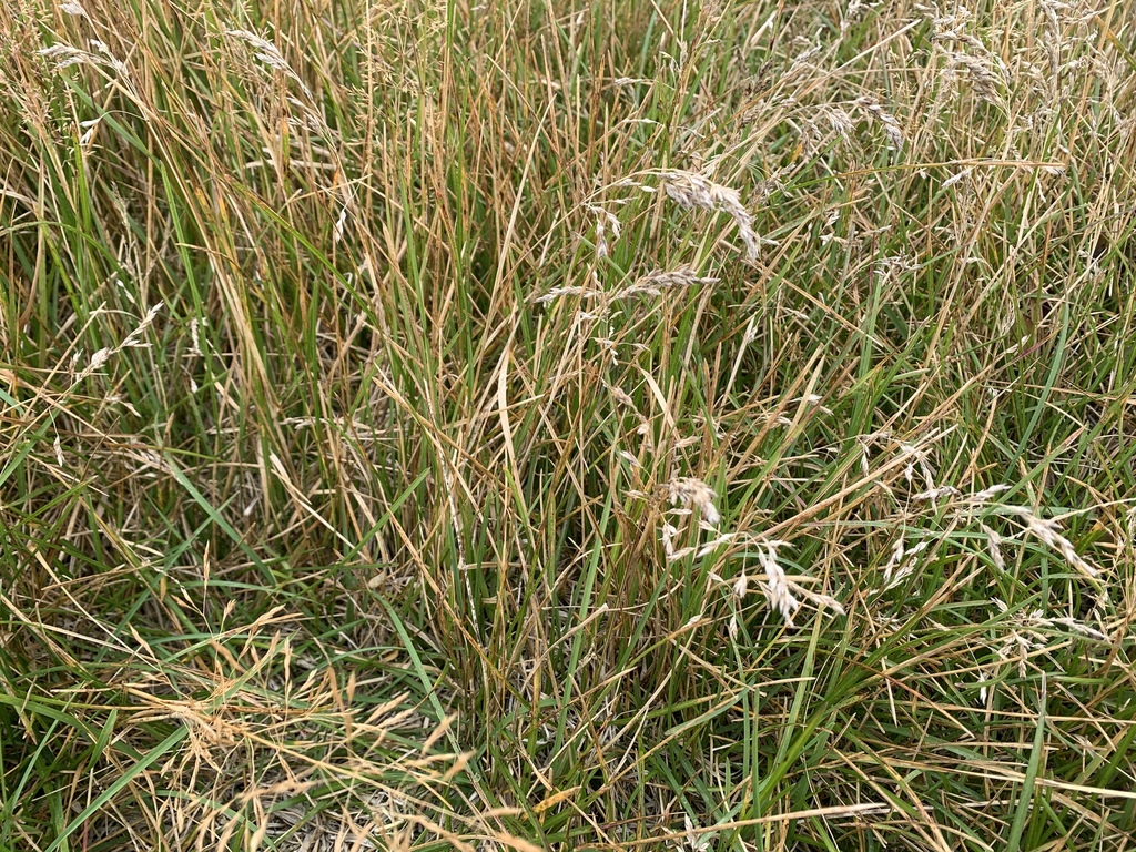 Poa pratensis; photograph (c) Lorraine Cook, some rights reserved (CC BY)