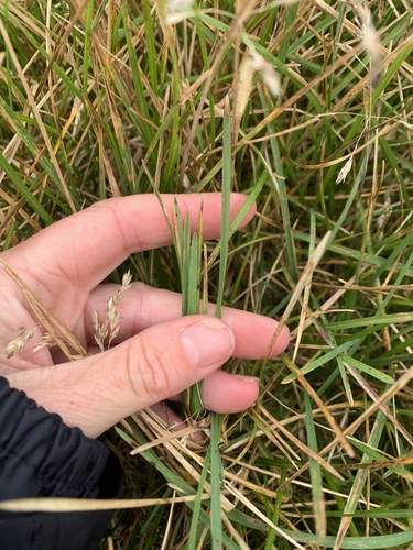 Poa pratensis, photograph 4
