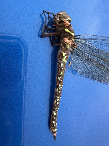 Shadow Darner