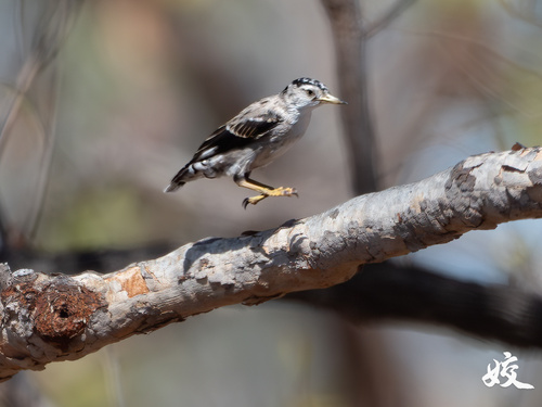 Varied Sittella