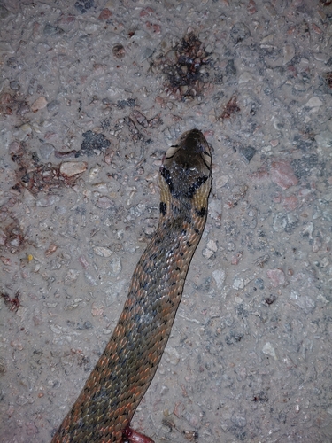 Yellow-spotted Keelback