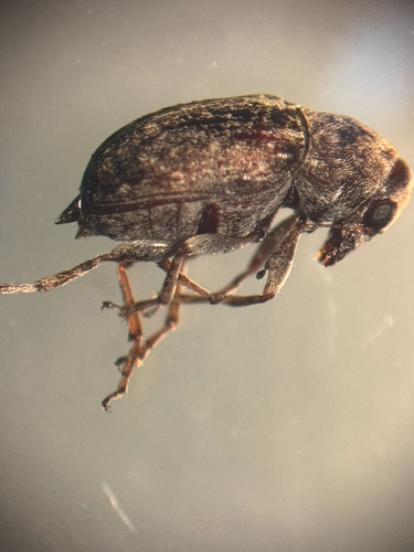 Coffee Bean Weevil