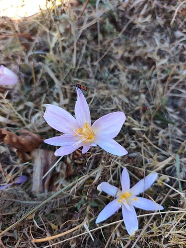 Autumn Crocus