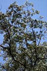 Actinodaphne hookeri