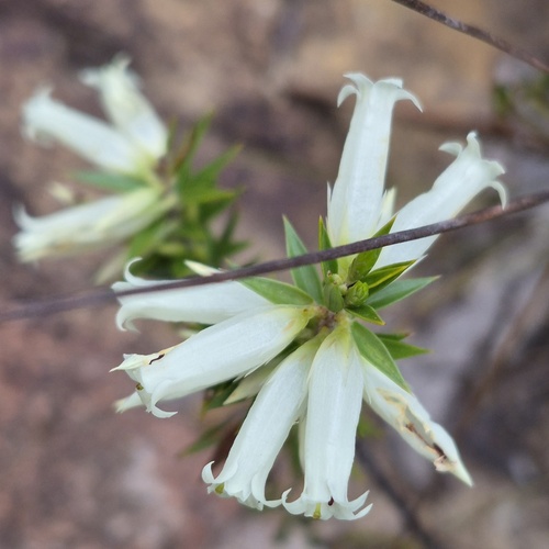 Epacris calvertiana, 2026-09-06