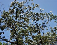 Actinodaphne hookeri