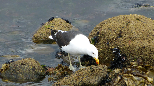 iNaturalist image