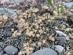 Raoulia hookeri, photograph (c) Lorraine Cook, some rights reserved (CC BY)