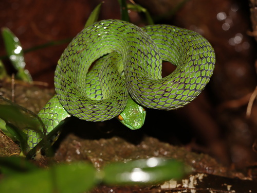 Cryptic Green Pitviper, Trimeresurus cryptographicus