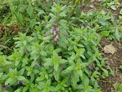 (c) Philokretes, some rights reserved (CC BY) Teucrium scordium, photograph (c) Philokretes, some rights reserved (CC BY)