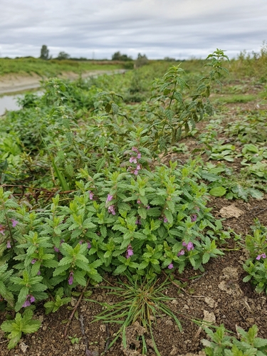 Teucrium scordium, photograph 6