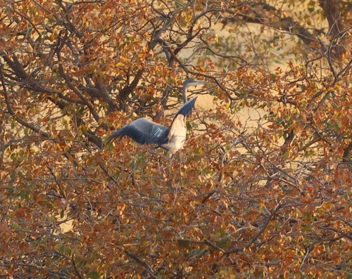 iNaturalist image