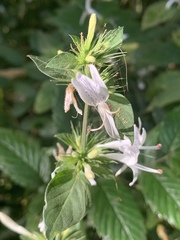 Hypoestes aristata alba